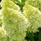 Гортензия метельчатая  'Мэджикал Кэндл' /  Hydrangea  paniculata   'Magical Candle'